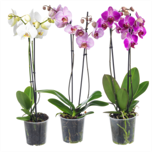 Toalill Orhidee (2 tüve) 1 tk